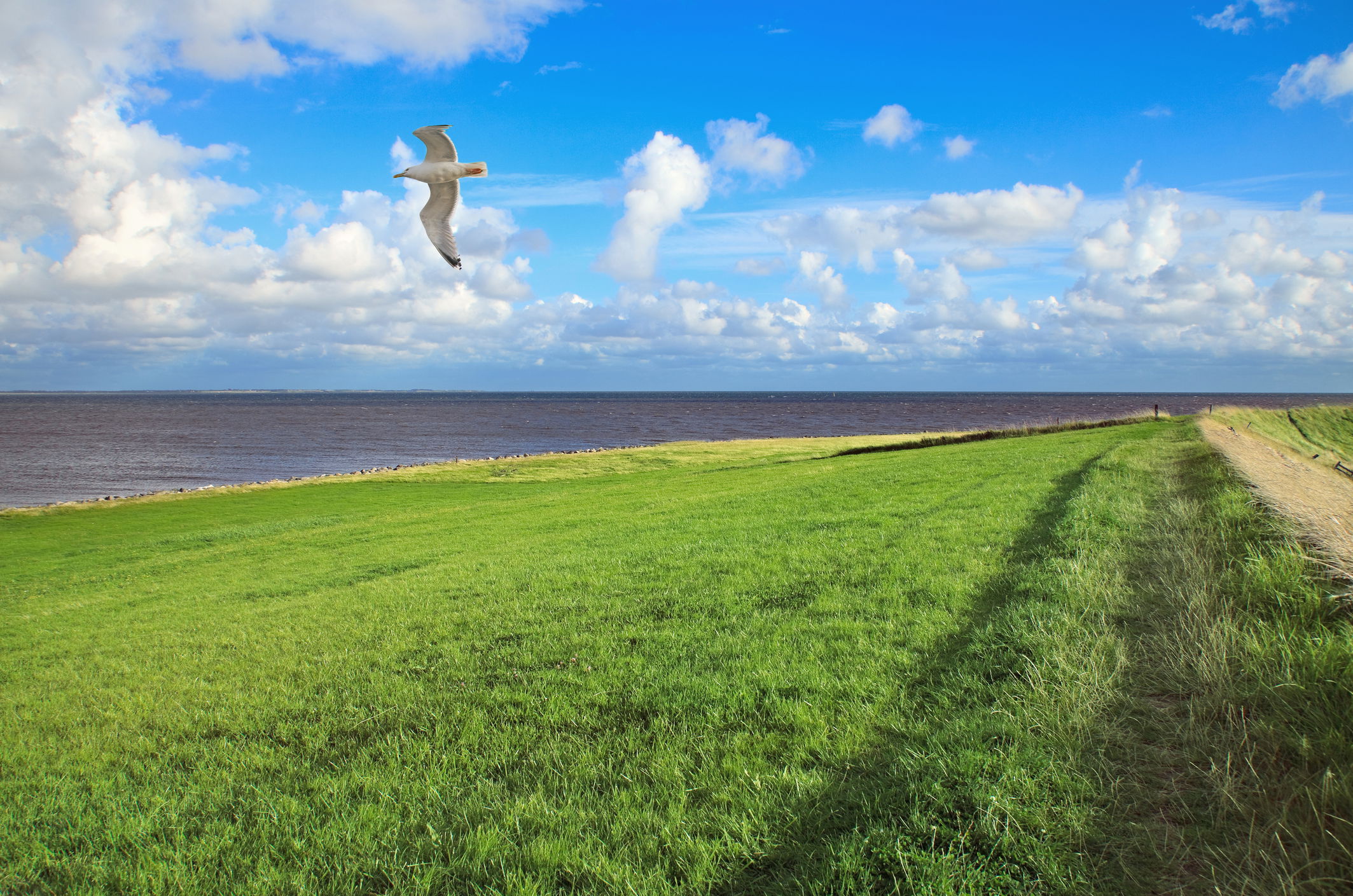 Guide Til Nationalpark Vadehavet guide-til-nationalpark-vadehavet