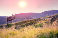 Sensommer i Lapland